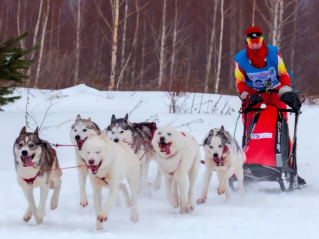husky_b2b_carousel